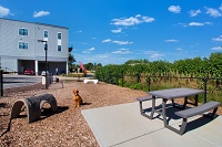 Lamphouse Apartments - Dog Park