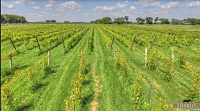 The Vineyard Apartments of Cambridge