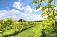 The Vineyard Apartments of Cambridge